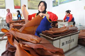Pengolahan Karet