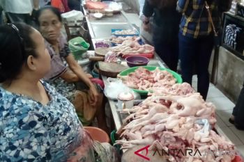 Harga ayam terus merosot, Pinsar bakal lanjutkan aksi di Jakarta