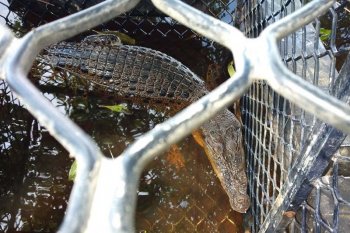 Warga geger, buaya sepanjang 2,5 meter tersesat di permukiman Kampung Merempan Hilir