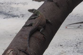 Senat minta Kapolri usut jaringan penyelundup bayi Komodo
