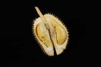 Ternyata durian dapat menimbulkan reaksi alergi