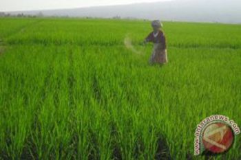 Para petani di Kupang belum dapat pupuk bersubsidi