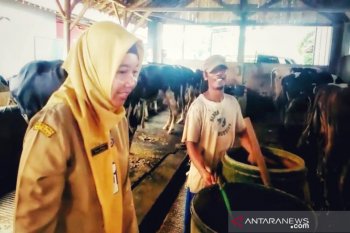 Pekalongan rintis sentra peternakan sapi Paninggaran