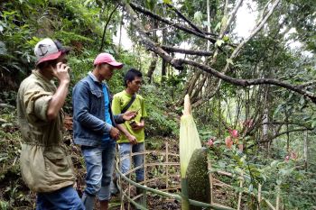 Bunga Bangkai setinggi dua meter tumbuh di kebun warga Agam