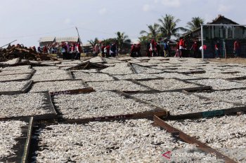 Ikan teri dominan hasil tangkapan nelayan Lhokseumawe