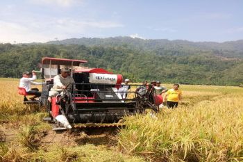 Petani Pasaman gunana alat panen padi modern, sangat menghemat