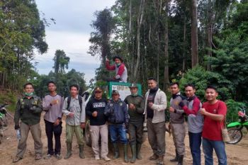 Orangutan sudah dilepasliarkan di hutan Gunung Lumut