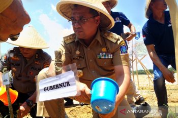 Pemprov Babel kembangkan tanaman sorgum bantu penderita autis