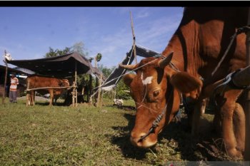 Pekanbaru bantu asuransikan sejumlah ternak petani, begini cara daftarnya