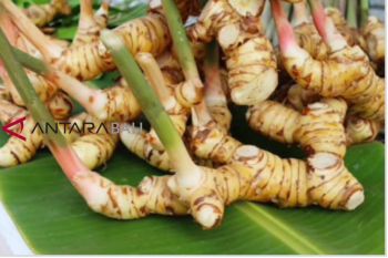 Galangal shows promise as herbal medicine, BRIN says