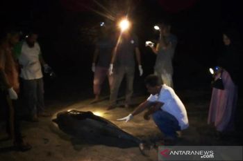 Lumba-lumba ditemukan mati di Pantai Aceh Jaya