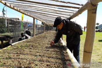 Curah hujan berkurang, petani lereng Sumbing persiapan tanam tembakau