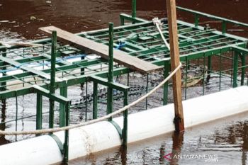 BKSDA berencana membongkar perangkap buaya di Sungai Seranggas