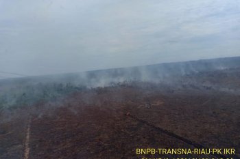 Kebakaran lahan terjadi di konsesi perusahaan sawit Riau
