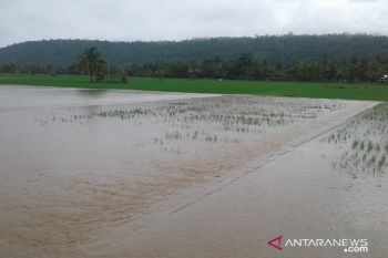 Puluhan hektare sawah di Baubau terendam banjir