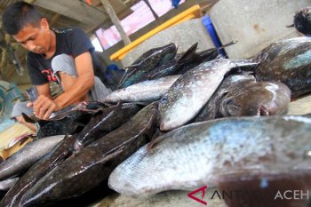 Bahan Baku Ikan Asin Melimpah