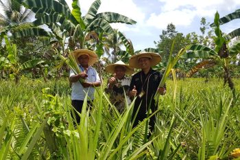 Terus Berinovasi, Kali Ini Tim PCP Gammara Gandeng Petani Nanas Lokal