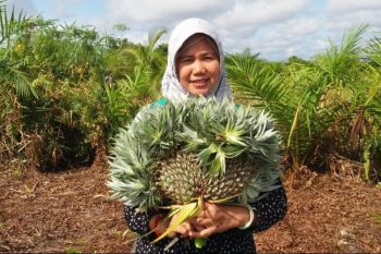 Dinas Pertanian Kotim dorong desa kembangkan potensi agrowisata