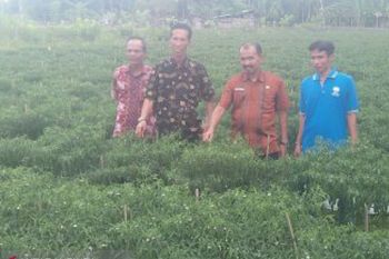 Produksi cabai sembilan ton setiap panen, lahan Nasrul ditinjau