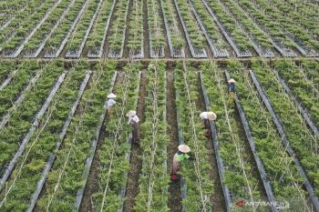 Lahan pasir bisa dijadikan sebagai lahan pertanian