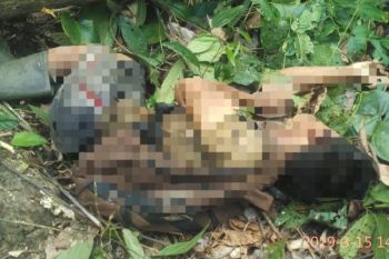 Seorang warga Yapsi meninggal tertimpa pohon
