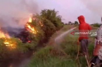 Vidio - Karhutla di Pulau Rupat membara lagi, puluhan hektare kebun warga terbakar