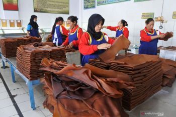 Ternyata Karet Asal Sumsel Banyak Dibeli Pabrik di Jambi dan Lampung