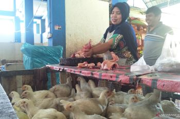 Harga ayam pedaging di Pariaman naik Rp2.500 perkilogram