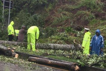 Polisi bersihkan pohon yang melintang di jalan Waena-Sentani
