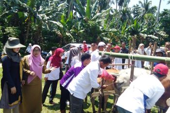 Gebyar Peternakan 2019, Pesisir Selatan siap kembangkan itik lokal
