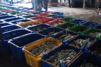 Pasokan Ikan di Tempat Pelelangan Ikan Gudang Lelang Cenderung Turun