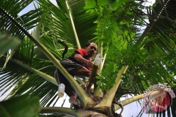 Banyak kelapa di Sigi mati karena kemarau panjang