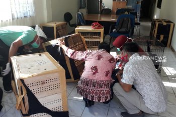 Puluhan satwa dilindungi di Riau stres akibat penyelundupan
