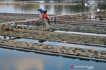 Kesulitan bibit kepiting soka