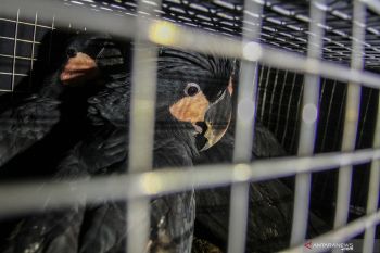 Gakkum KLHK buru dalang penyelundup satwa tujuan Malaysia