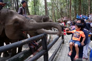 Pertamina dukung konservasi gajah sumatera