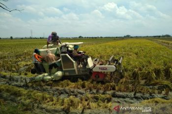 Harga gabah di Kudus anjlok