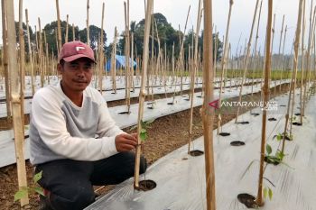Indef menyoroti tantangan sektor pertanian bagi pemerintahan baru