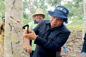 Bupati Bartim sadap karet perdana di Desa Telang