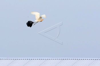 Burung Laut Terdampak Sampah Plastik