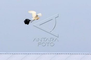 Burung laut terdampak sampah plastik