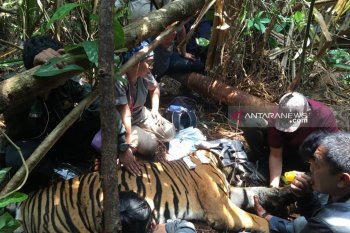 Harimau terjerat kawat hanya mau minum air saja