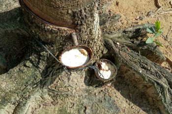 Harga Getah Karet di Mesuji Naik