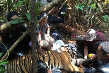 Operasi gabungan bersihkan jerat harimau di Riau