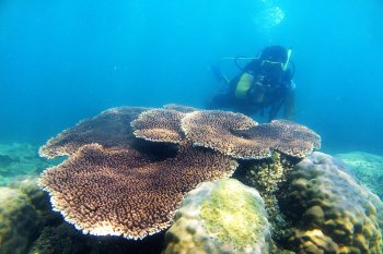 Kunjungan wisatawan asing di Pulau Kelapan tinggi