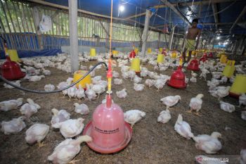 Harga Ayam Pedaging Anjlok
