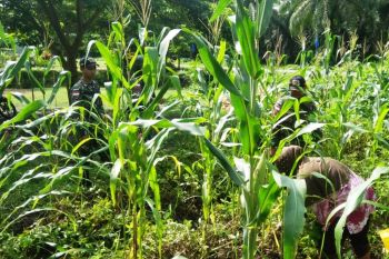 TNI dan warga panen jagung di Keerom