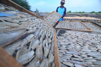 Harga Ikan Kering Turun
