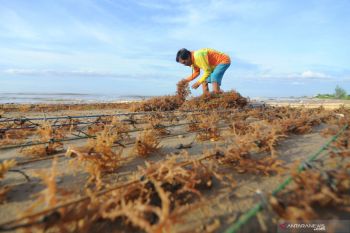 Harga Rumput Laut Naik
