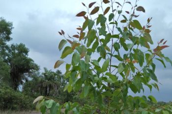 Golkar Kampar tanam ratusan eucalyptus
